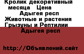 Кролик декоративный 4 месяца › Цена ­ 1 000 - Адыгея респ. Животные и растения » Грызуны и Рептилии   . Адыгея респ.